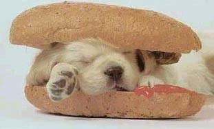 chien